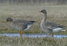 مشخصات و نحوه زندگی پرندهای مهاجر کمیاب به نام غاز پازرد ( Taiga Bean Goose ) (2 نکته مهم)