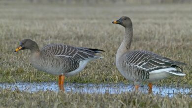 مشخصات و نحوه زندگی پرندهای مهاجر کمیاب به نام غاز پازرد ( Taiga Bean Goose ) (2 نکته مهم)