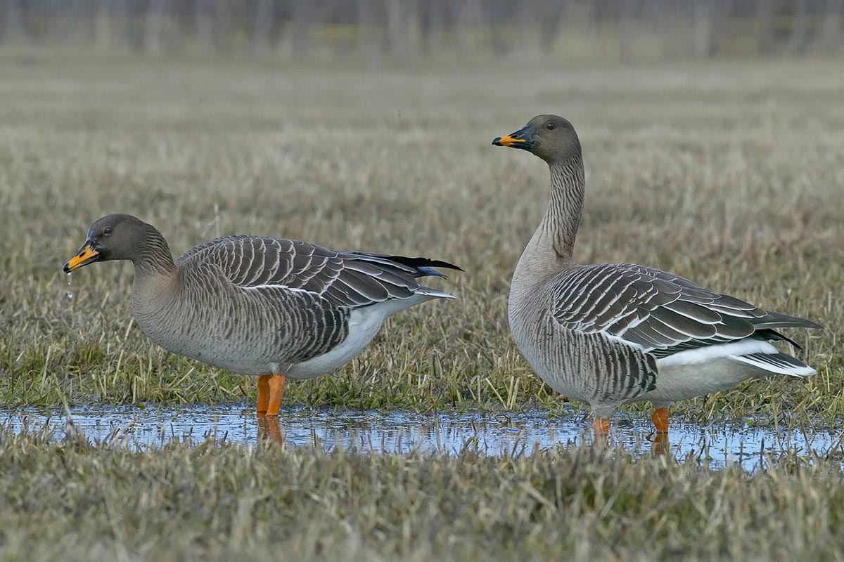 مشخصات و نحوه زندگی پرندهای مهاجر کمیاب به نام غاز پازرد ( Taiga Bean Goose ) (2 نکته مهم)