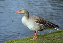 مشخصات ، نحوه زندگی و تشخیص غاز خاکستری ( Greylag Goose ) از دیگر گونه های (2 نکته مهم)