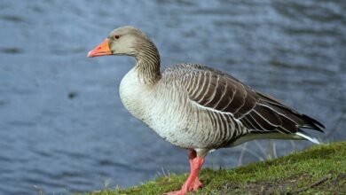 مشخصات ، نحوه زندگی و تشخیص غاز خاکستری ( Greylag Goose ) از دیگر گونه های (2 نکته مهم)