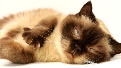 جلوگیری از افزایش وزن گربه با غذای خشک رویال کنین (2 نکته مهم)