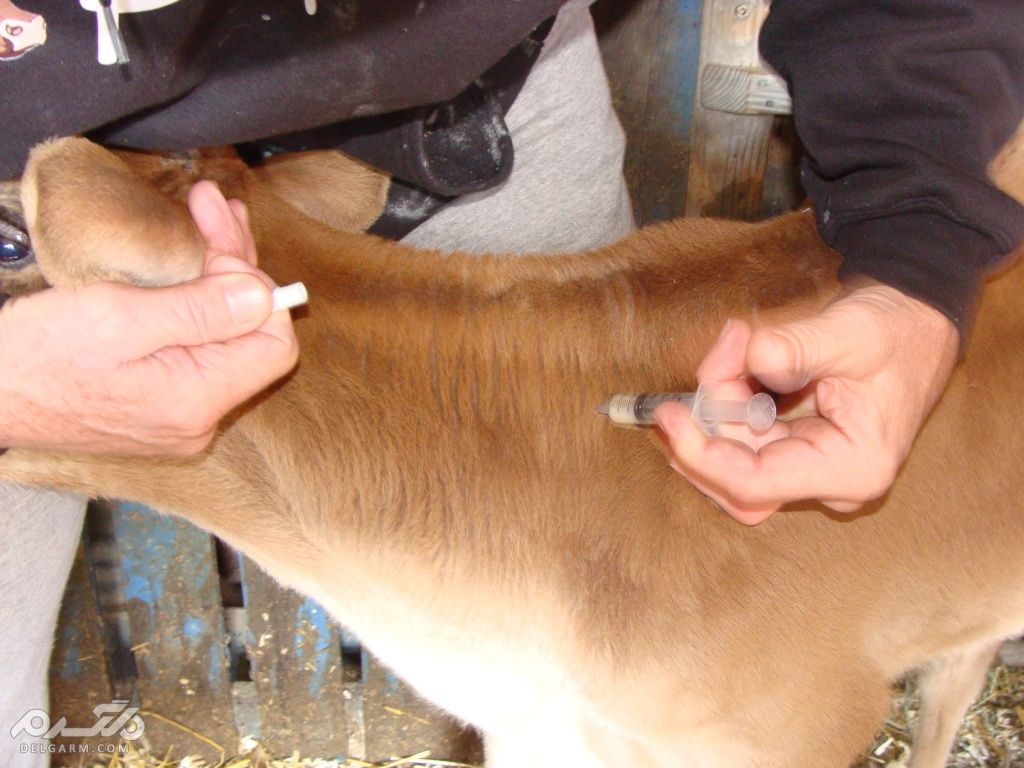 مناطق شایع طاعون گاوی