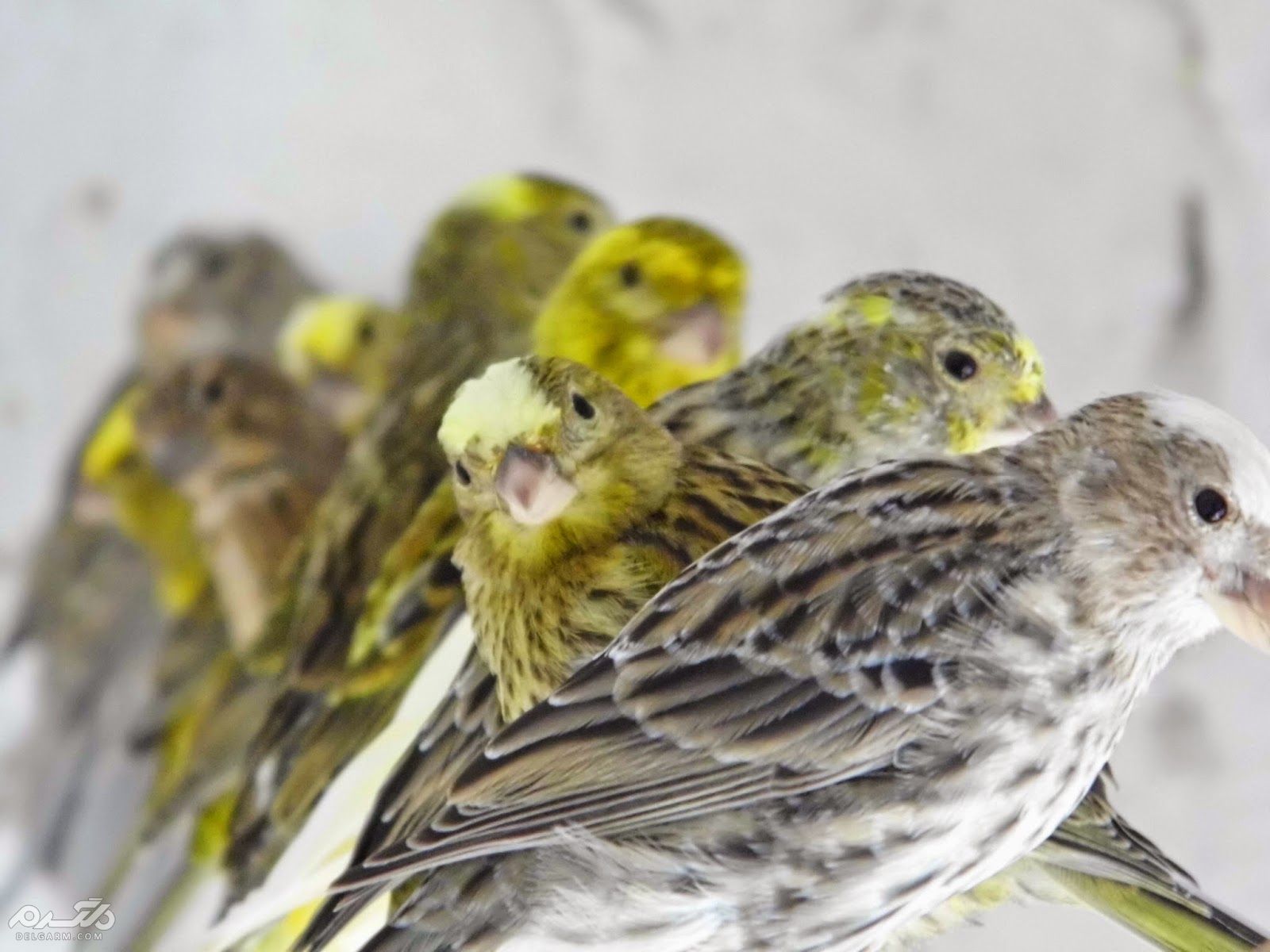 2 - قناری لیزارد ( canary-lizard )