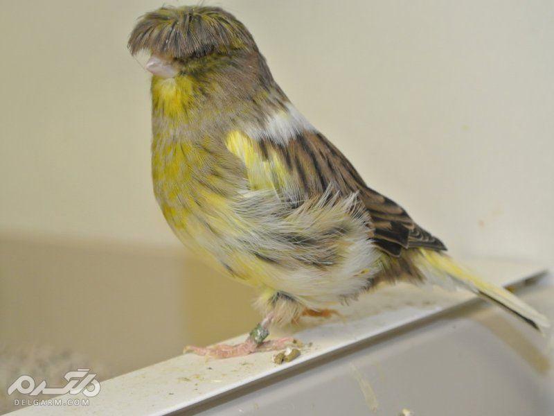 3 - قناری نژاد گلاستر ( canary-gloster )