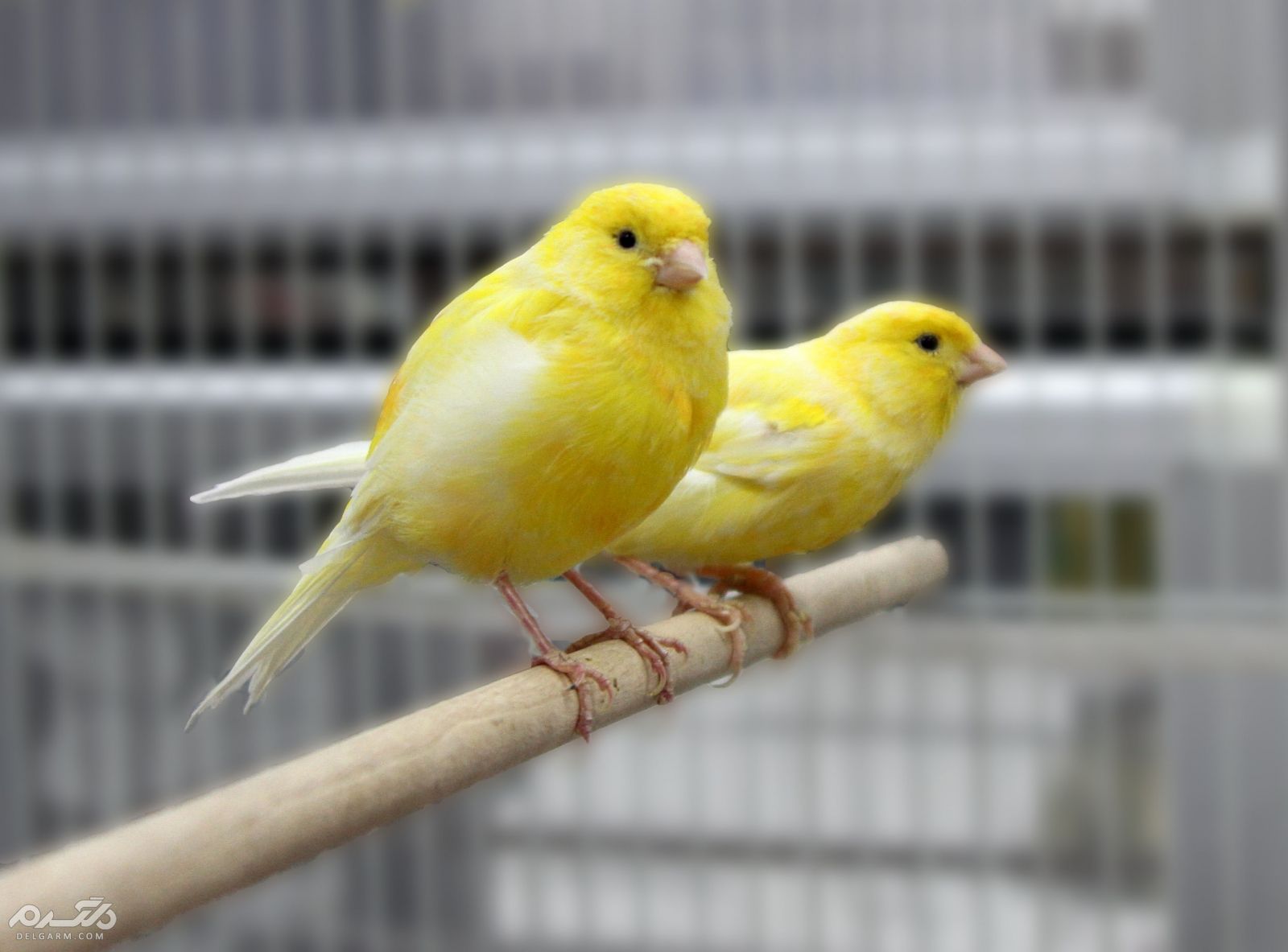 5 - قناری نژاد لانکشایر ( canary-lancashire )