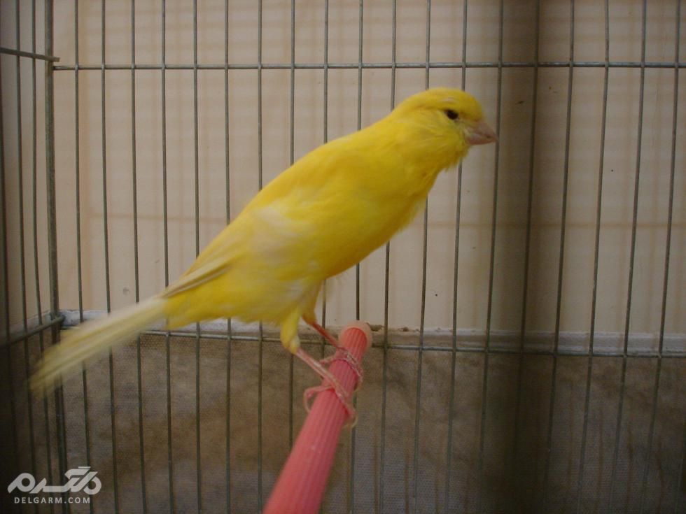 6 - قناری نژاد یورک شایر ( canary-yorkshire )
