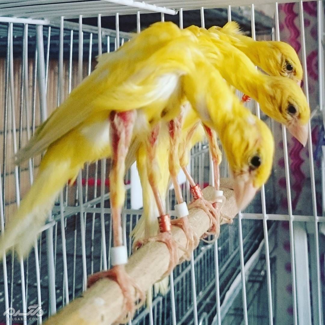 8 - قناری نژاد جیبر ایتالیایی ( canary-jiber-italian )