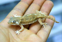 روش نگهداری از گکوی نقاب دار در خانه ( Geckonia chazaliae ) (2 نکته مهم)