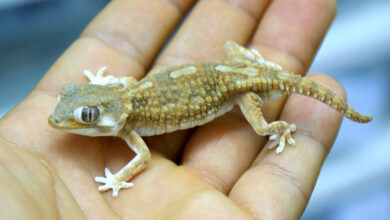 روش نگهداری از گکوی نقاب دار در خانه ( Geckonia chazaliae ) (2 نکته مهم)