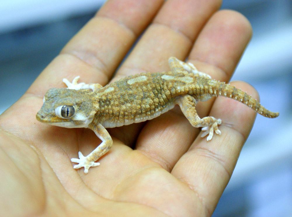 روش نگهداری از گکوی نقاب دار در خانه ( Geckonia chazaliae ) (2 نکته مهم) روش نگهداری از گکوی نقاب دار در خانه ( Geckonia chazaliae ) (2 نکته مهم)
