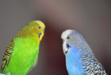 نگهداری از مرغ عشق ، بهترین راه نگهداری مرغ عشق + فیلم (2 نکته مهم)