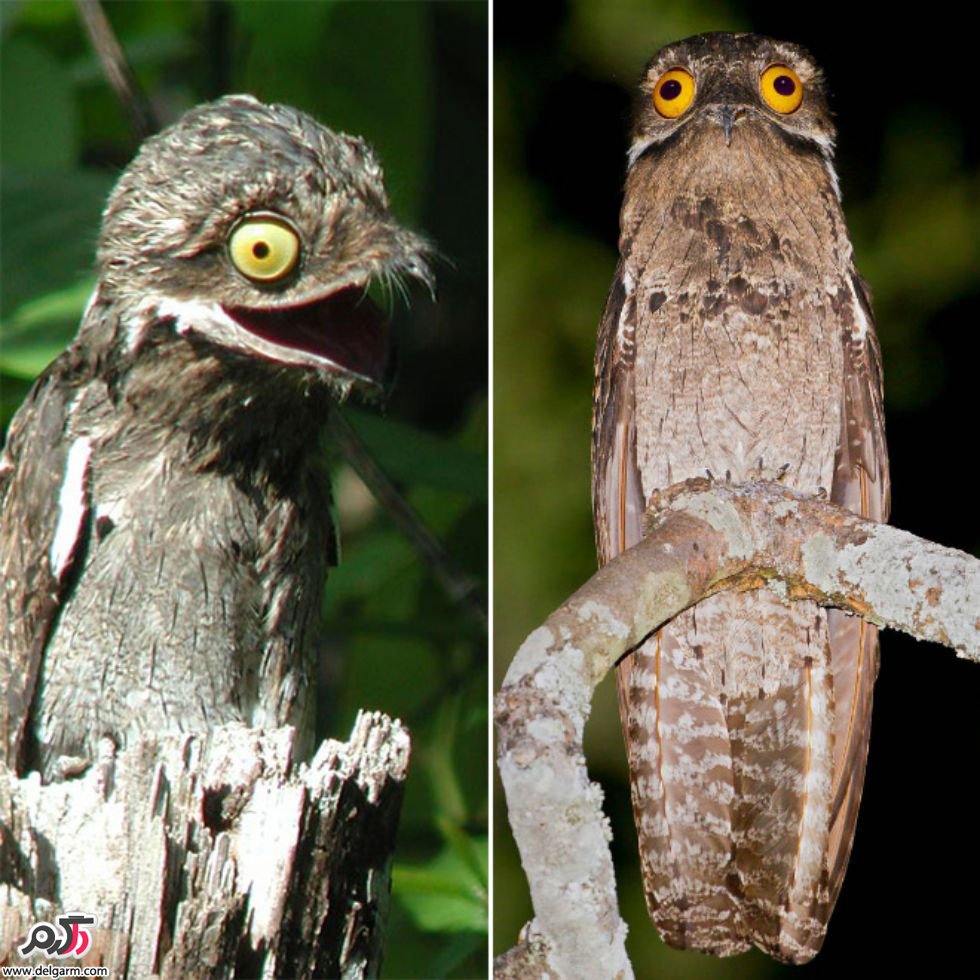 potoo bird