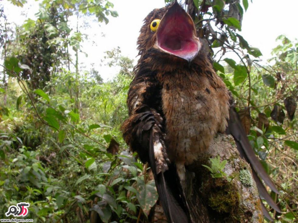 potoo bird