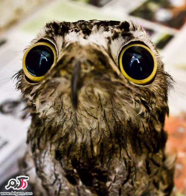 potoo bird