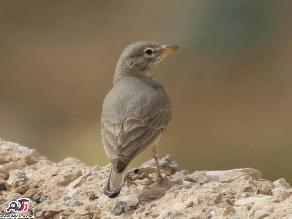 چکاوک سنگلاخ یا چکاوک بیابانی