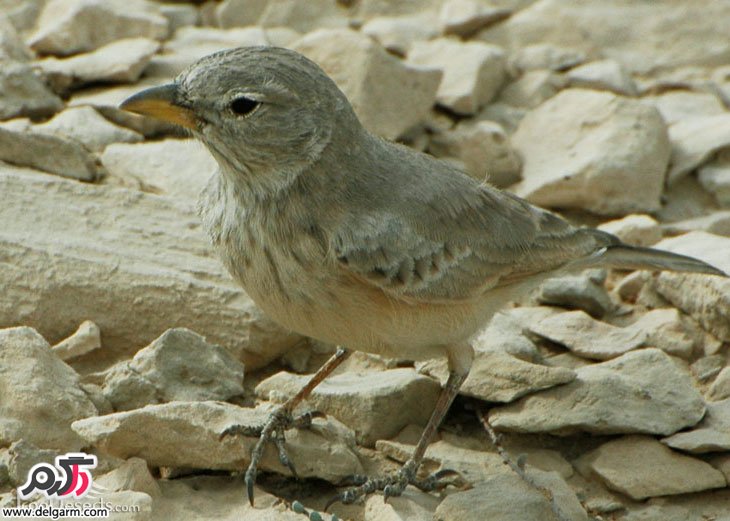 چکاوک سنگلاخ یا چکاوک بیابانی