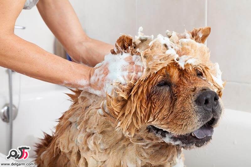 آموزش حمام كردن سگ ها و بچه سگ ها (2 نکته مهم)