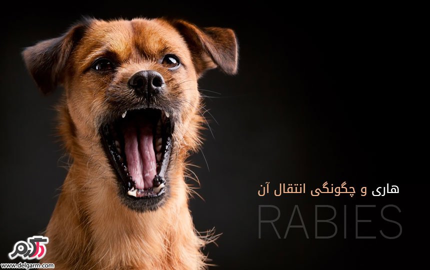 Dog bite