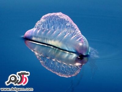 بزرگترین موجودات زنده