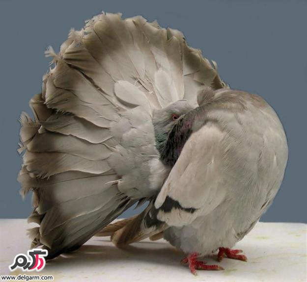 علت و درمان بیماری نیوکاسل (ویروس واگیردار) در طیور (2 نکته مهم)
