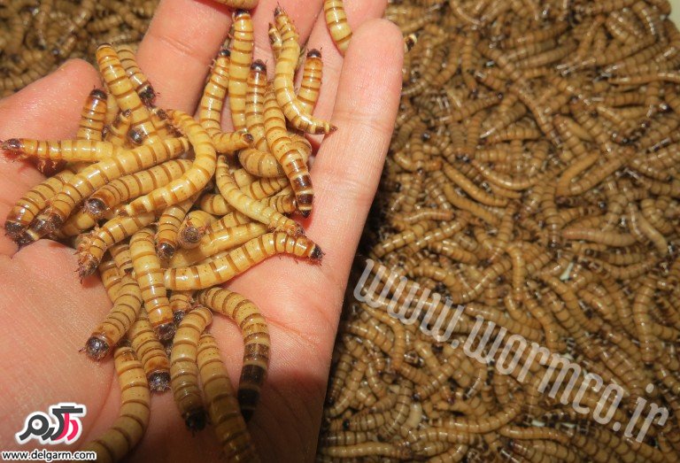 عکس غذای بیردراگون