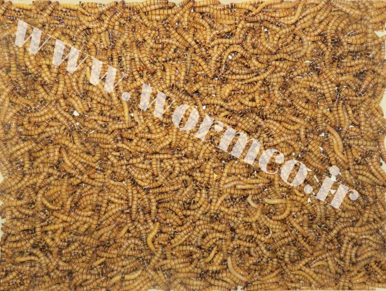 عکس غذای بیردراگون