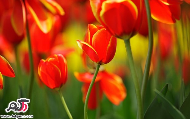 سری 20 تصاویری زیبا از گل‌های زیبا