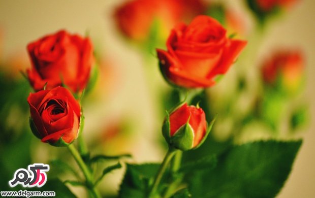 تصاویری زیبا از گل های زیبا سری 20 (2 نکته مهم)