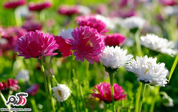 سری 20 تصاویری زیبا از گل‌های زیبا