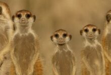 عکس های جذاب نشنال جغرافی از حیوانات(سری اول) (2 نکته مهم)