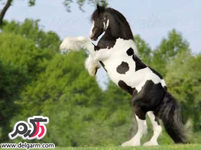 تغذیه اسب و اطلاعات مفید آن (2 نکته مهم)