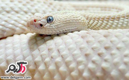 تصاویری از زیباترین مارهای دنیا