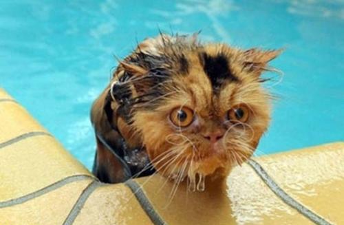 عکس‌های جالب و خنده‌دار از حیوانات