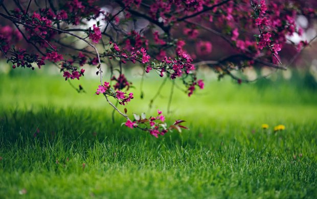 تصاویری زیبا از گلهای رنگارنگ – سری دهم