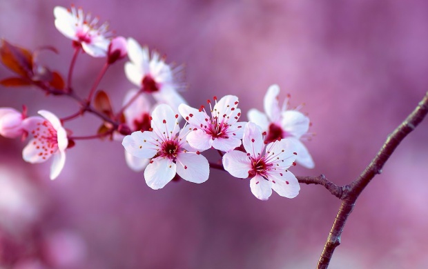 تصاویری زیبا از گل‌ها - سری نهم