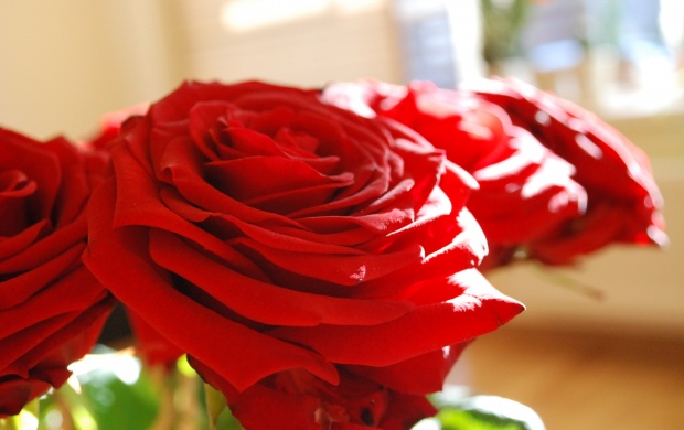 سری نهم تصاویری زیبا از گل های خوش رنگ
