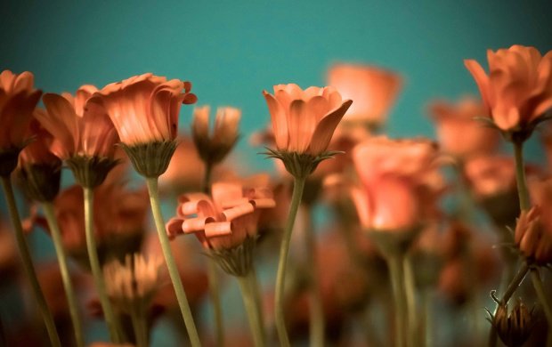 تصاویری زیبا از گل های زیبا سری ششم