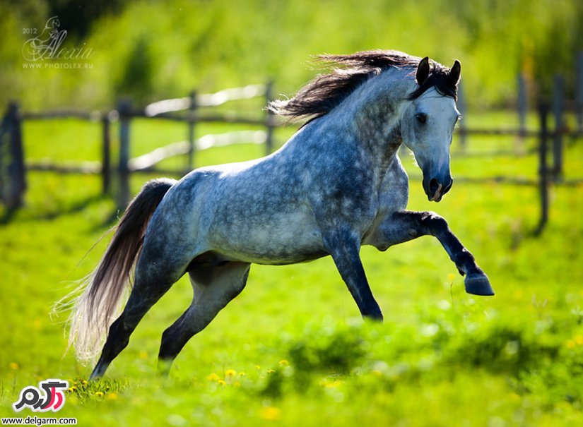 حیوانات و حیات وحش سری هجدهم