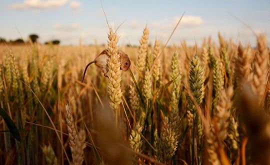 موش کوچولوهای بامزه سری دوم