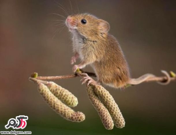 ماوس‌های کوچک و بامزه - قسمت اول