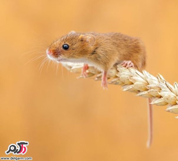 ماوس‌های کوچک و بامزه - قسمت اول