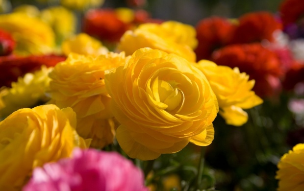 سری سوم تصاویری زیبا از گل‌های زیبا