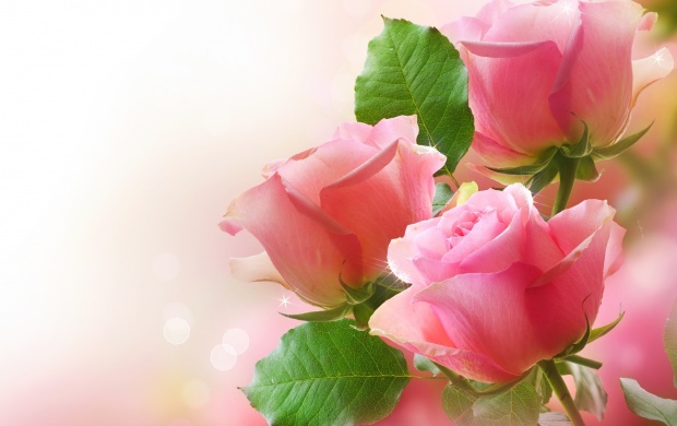 تصاویری زیبای گل‌ها - سری دوم