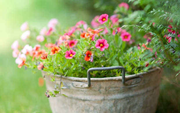 تصاویری زیبا از گل های زیبا سری دوم (2 نکته مهم)