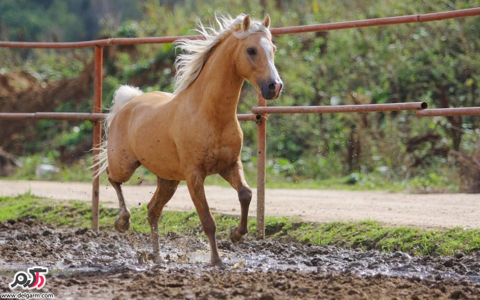 حیوانات و حیات وحش سری چهاردهم