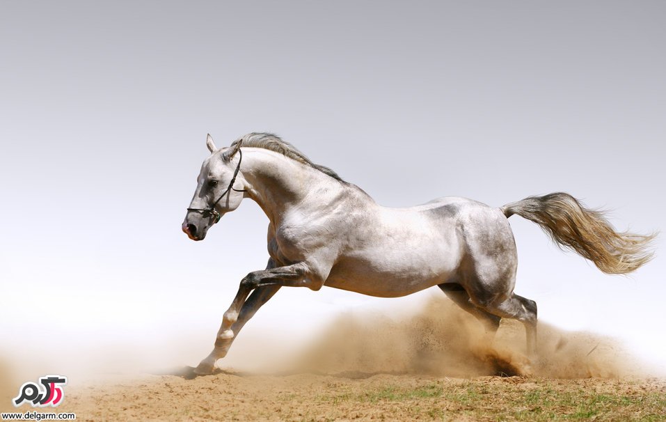 حیوانات و حیات وحش سری چهاردهم
