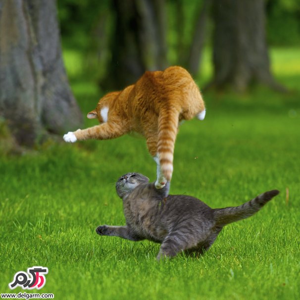 حیوانات و حیات وحش سری پنجم