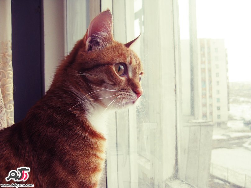 حیوانات و حیات وحش سری دوم
