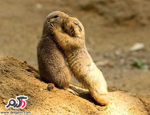 لحظات زیبا و عاشقانه حیوانات – سری اول